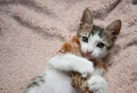 1500 cute cats kitten viral pictures and videos 6 - kwork.com